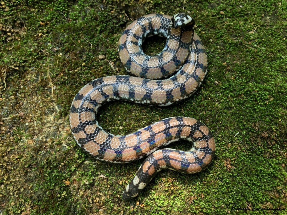 Cylindrophis